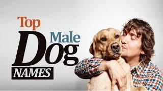 Top Male Dogs Names | Unique Male Dog Names 2020 | English Vocabulary