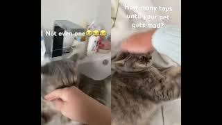 How many taps until your pet gets mad? *retake* #pets #pet #cat #graycat #gray #naughtypets #cute