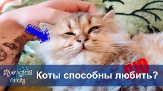  Кошки умеют любить? Топ 5 признаков кошачей любви