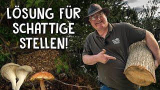 Pilze züchten im eigenen Garten!  - 3 Anbau Methoden für Kräuterseitlinge & Austernplize