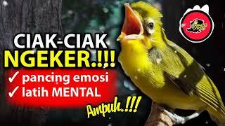 Ciak Ciak NGEKER Kecial Kuning Ampuh Pancing Emosi dan Latih MENTAL Kecial Anda‼️| PEPADU KECIAL