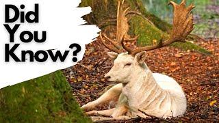 Things you need to know about FALLOW DEER!