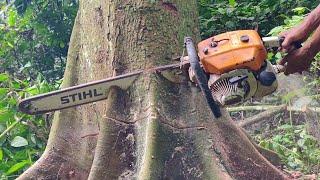 CUTTING TREES WITH CHAINSAW 070 TECOGOLD