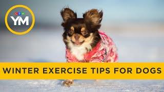 Winter exercise tips for dogs | Your Morning