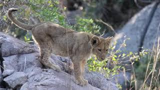lion cubs||nature of village|| #cubs #lion #safar#travel #village #nature #africa