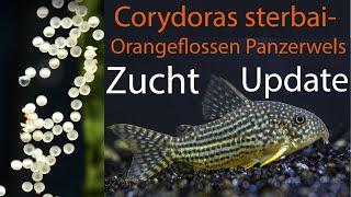 Corydoras Sterbai ZUCHT Update / TAX