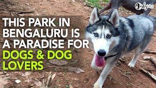 Cubbon Park In Bengaluru Is The Best Hang-Out Spot For Your Doggos | Curly Tales