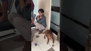 TAKUT ANJING BANG