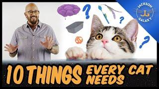 Everything You Need for Your Cat | 10 Cat Essentials for New Guardians