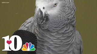 Einstein, Zoo Knoxville's African gray parrot, gets new trainer