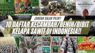 WOW INI RUPANYA 10 DAFTAR KECAMBAH/BENIH/BIBIT KELAPA SAWIT DI INDONESIA!! JANGAN SALAH PILIH!!