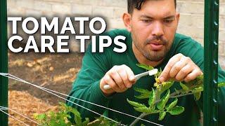 Tomato Care: How to Prune, Water, Support, and Fertilize for JUICY Tomatoes 