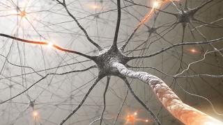 Neuroplasticity: How To Rewire Your Brain