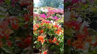 Bougainvillea PLANT #bougainvillea #shortvideo #short #plants #yooragardentips