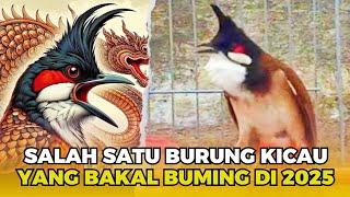 BURUNG KICAU PENDATANG BARU YANG BAKAL RAME DI TAHUN 2025