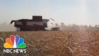 Ukrainian Farmer Braves Frontline Shelling To Harvest His Fields