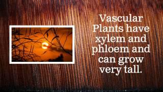 Vascular vs. Nonvascular Plants