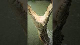 Giant Crocodile Jump! #gatorland #crocodile #saltwatercrocodile