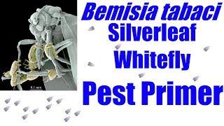 Bemisia tabaci [Silverleaf Whitefly] #PestPrimer