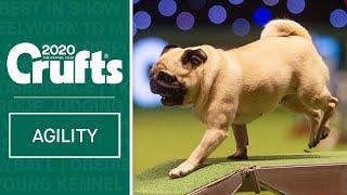 Cookie the Pug doing Agility will melt your heart!