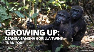 Dzanga-Sangha gorilla twins turn four