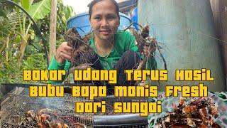 MUKBANG UDANG FRESH PASSIN HASIL DARI BUBU BAPA TADI BERSAMA MAK