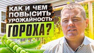 Как и чем повысить урожайность гороха? Результат применения внекорневых подкормок. СПК Сергеевка.