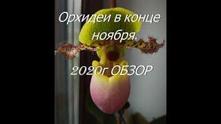 Орхидеи сказочной красоты. Цветение в ноябре 2020г