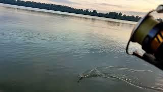 Prvi zabačaj, letnji bucov. Grbava u akciji. Pecanje Dunav