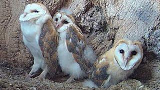 Barn Owl Chicks React to Thunder 