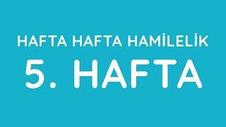 5.Hafta - Hafta Hafta Gebelik - Hamilelik | Anneysen.com