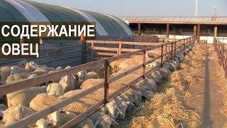 Содержание овец породы Мериноланд. КФХ Мартинс. Крым