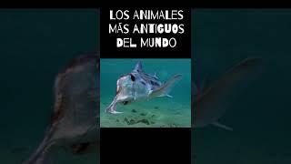 Los animales más antiguos del mundo  #medusa #tiburon #esponja #cucaracha #animales #viral #shorts