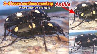 #Anthiavideo 3-4 Hours continue meetingvideo #Animals meeting video #c2miz2