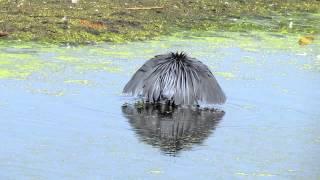 Black Heron hunting.