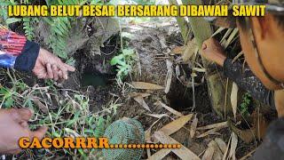 STRIKE BELUT MONSTER YANG BIKIN RUSAK MENTAL