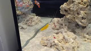Banded coral shrimp catches bristle worm