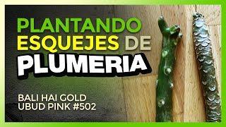 ¡Cómo plantar ESQUEJES de PLUMERIA - Técnica clásica #plumerimax