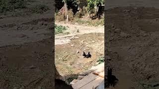 Crow bathing