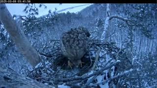 9.03.2025 Камычи. Ночевали дома. Кама проверяет гнездо.