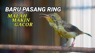 MEMANG REJEKI ! BARU 5 MENIT DIPASANG RING MALAH MAKIN GACOR ! KONIN YANG KEMARIN NEMU LEPASAN ORANG