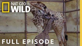 A Giraffe is Born (Full Episode) | Secrets of the Zoo