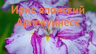 Ирис японский Арлекуинеск (iris ensata arlekuinesk)  обзор: как сажать, саженцы ириса Арлекуинеск