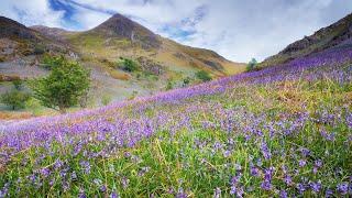 Rannerdale: the Secret Bluebell Valley | Herdy | Lake District