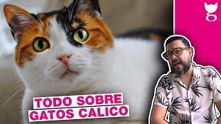 NO TENGAS UN GATO CALICO SIN VER ESTO ANTES  LA GATERÍA TV