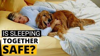 Can your Golden Retriever sleep with You on Your Bed?