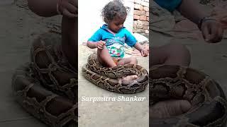 Indian Rock Python and Baby Boy  #snake #Shorts