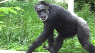 Chimpanzee Social Hierarchy | Young Chimp Wants Mate | Old Chimp Won't Allow Him to Do That