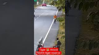 Tiger attack टाईगर अटैक।। tigerreserve chuka beach #pilibhitbeach #tiger #attack #beach