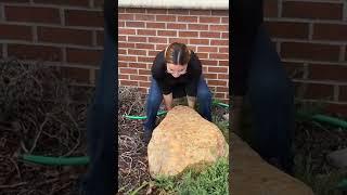 Shyla trying to lift the unliftable rock